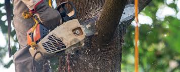 Best Emergency Tree Removal  in Van Horn, TX